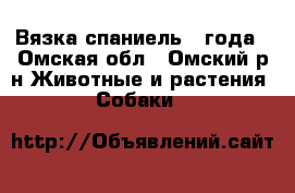Вязка спаниель 2 года - Омская обл., Омский р-н Животные и растения » Собаки   